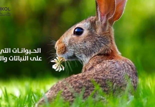 الحيوانات التي تتغذى على النباتات والحيوانات