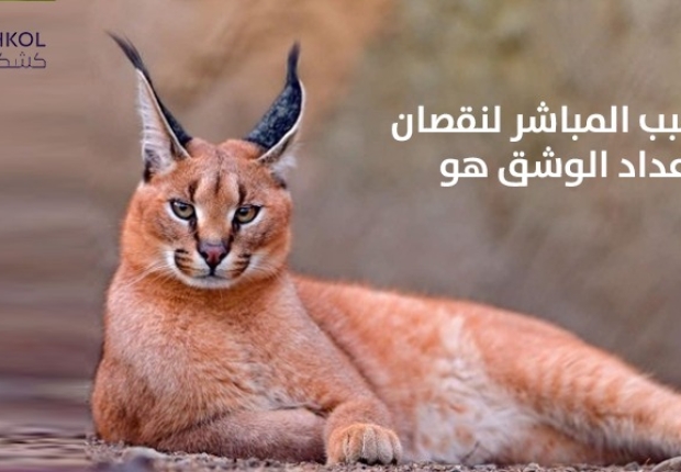 السبب المباشر لنقصان اعداد الوشق هو ؟