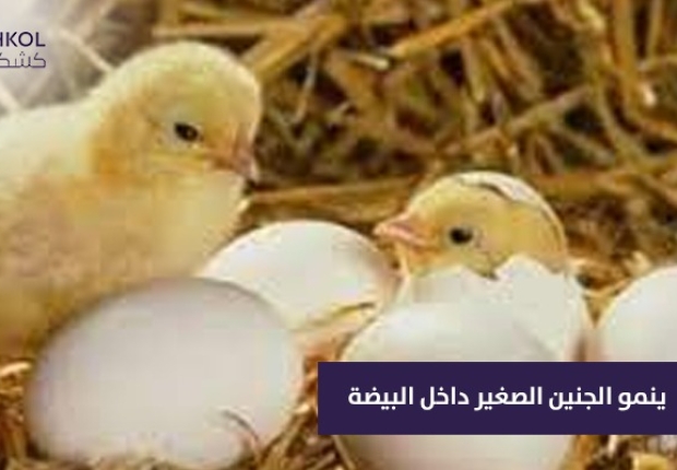 ينمو الجنين الصغير داخل البيضه