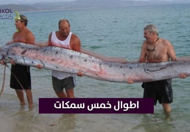 اطوال خمس سمكات 
