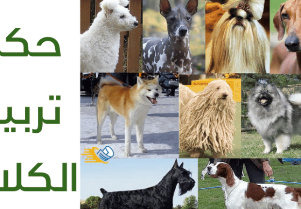 لماذا لا يجوز تربية الكلاب في البيت