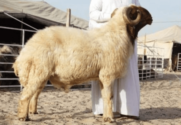 لماذا نذبح في عيد الاضحى ؟