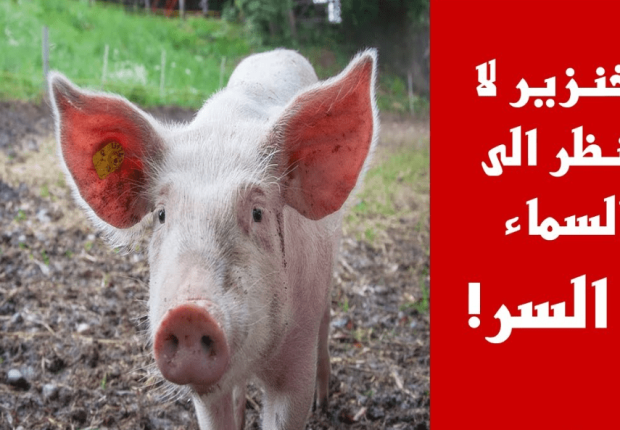 لماذا الخنزير لا ينظر للسماء