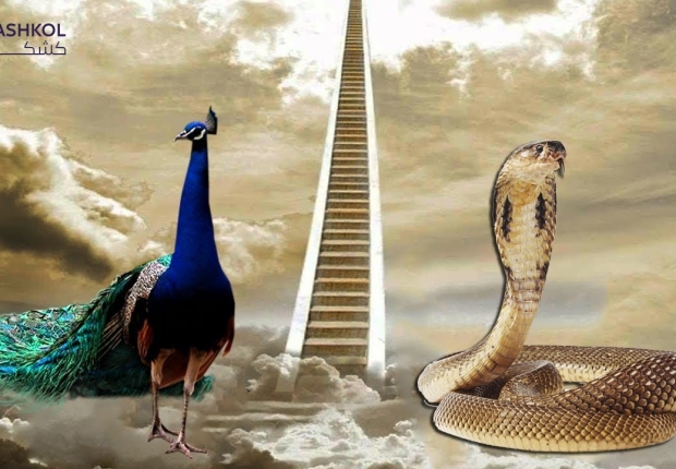 طاووس