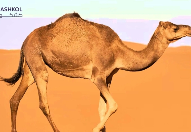 الإبل