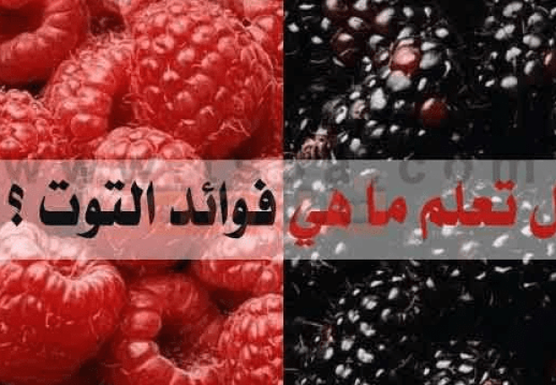 ما فوائد التوت البري ؟