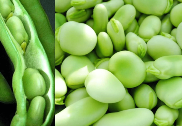 فوائد الفول الأخضر