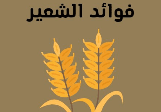 فوائد الشعير