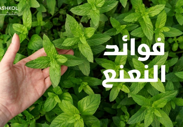 فوائد النعنع