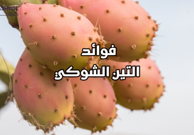 فوائد التين الشوكي