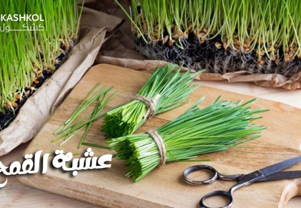 عشبة القمح