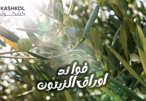 فوائد اوراق الزيتون