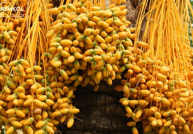 البلح الاصفر