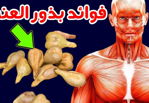 فوائد بذور العنب