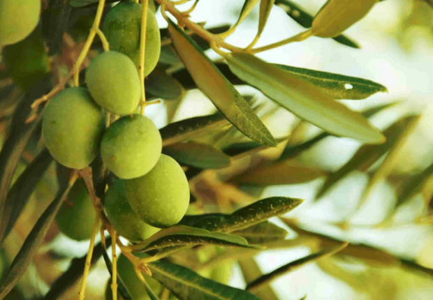 أضرار ورق الزيتون على الكلى