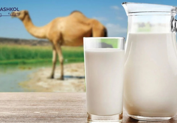 فوائد حليب الناقة
