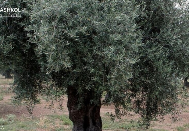 فوائد شجرة الزيتون