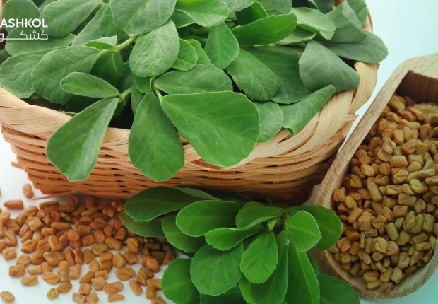 منافع الحلبة