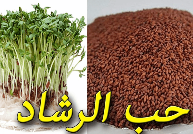حبة رشاد
