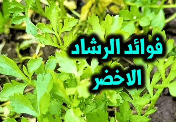 فوائد الرشاد الأخضر