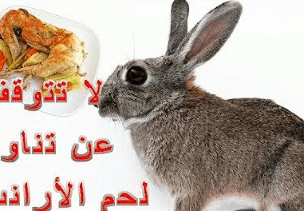 فوائد لحم الارنب