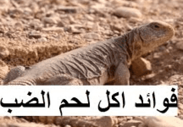 فوائد الضب