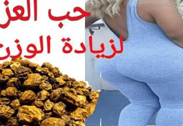 حب العزيز لزيادة الوزن