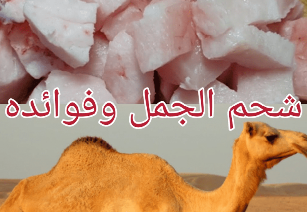 فوائد شحم الجمل
