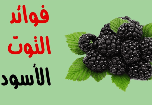 فوائد التوت البري الأسود