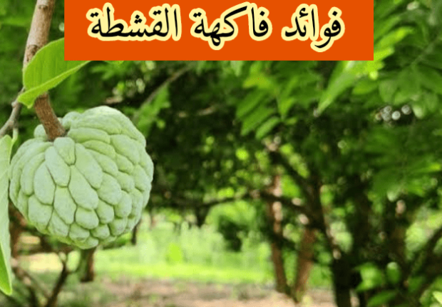 فوائد القشطه