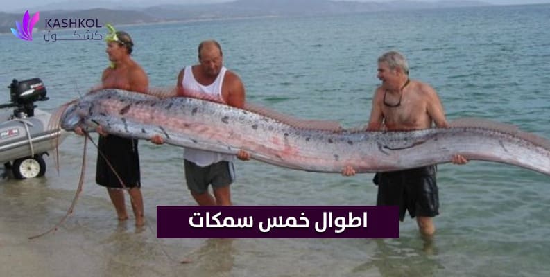 اطوال خمس سمكات 