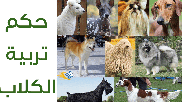 لماذا لا يجوز تربية الكلاب في البيت ؟