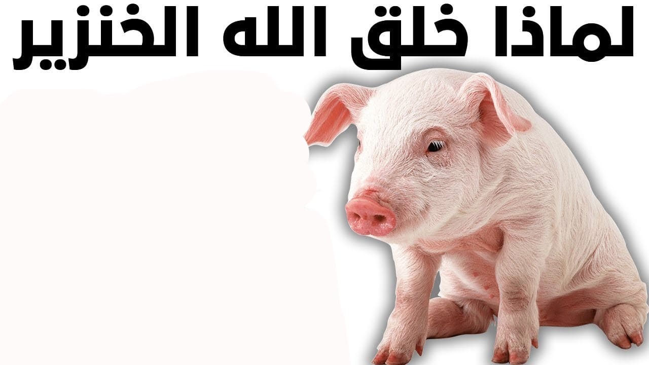 لماذا خلق الخنزير ؟
