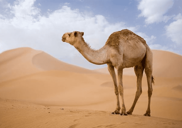 لماذا لحم الابل يبطل الوضوء ؟