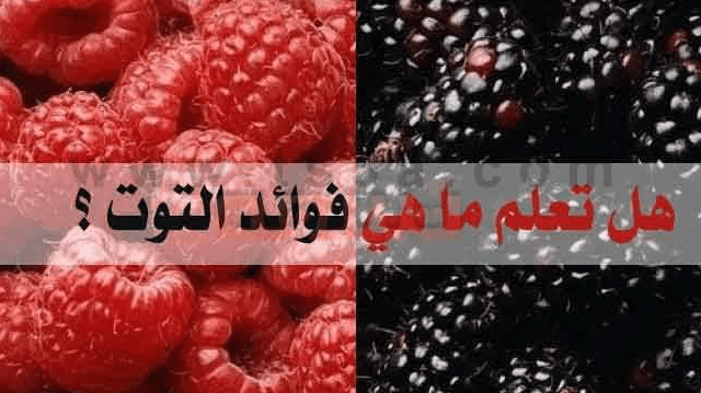 ما فوائد التوت البري ؟
