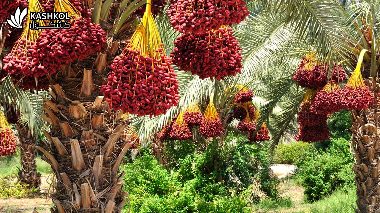 فوائد البلح الاحمر