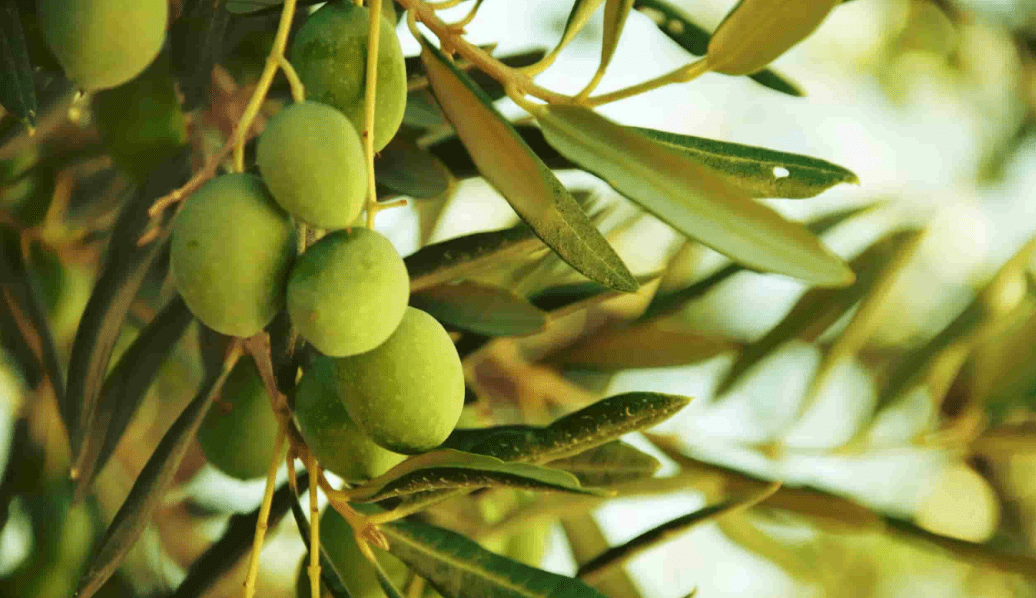 أضرار ورق الزيتون على الكلى