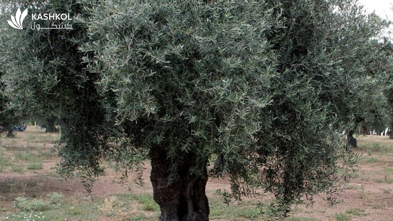 فوائد شجرة الزيتون