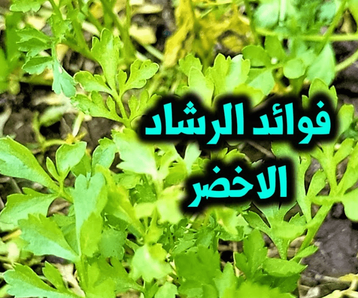 فوائد الرشاد الأخضر