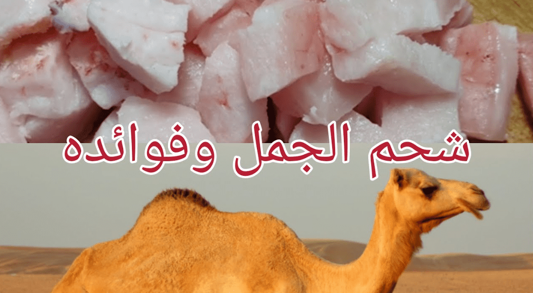 فوائد شحم الجمل