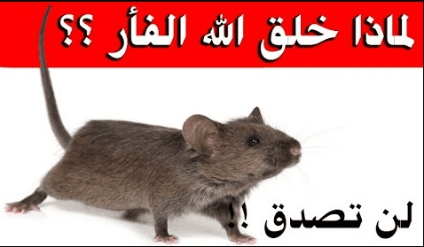 لماذا خلق الله الفئران ؟