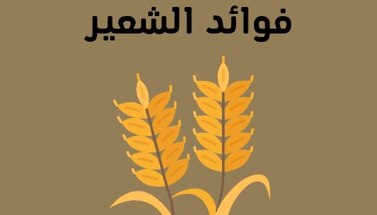 فوائد الشعير