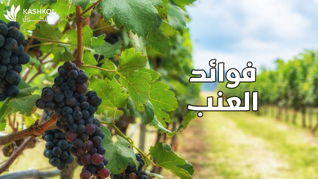 فوائد العنب