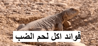 فوائد الضب