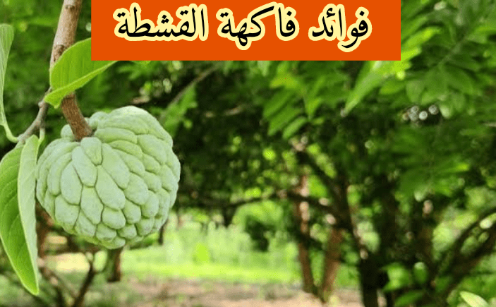 فوائد القشطه